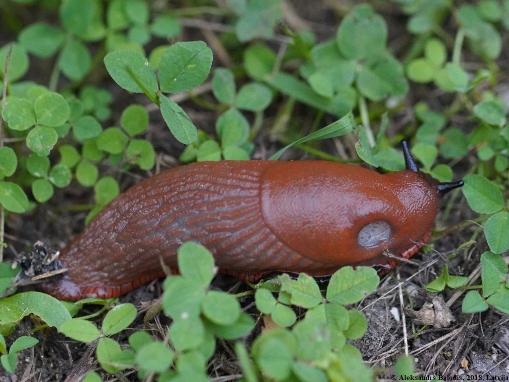Brunskogsnegl (Arion vulgaris)