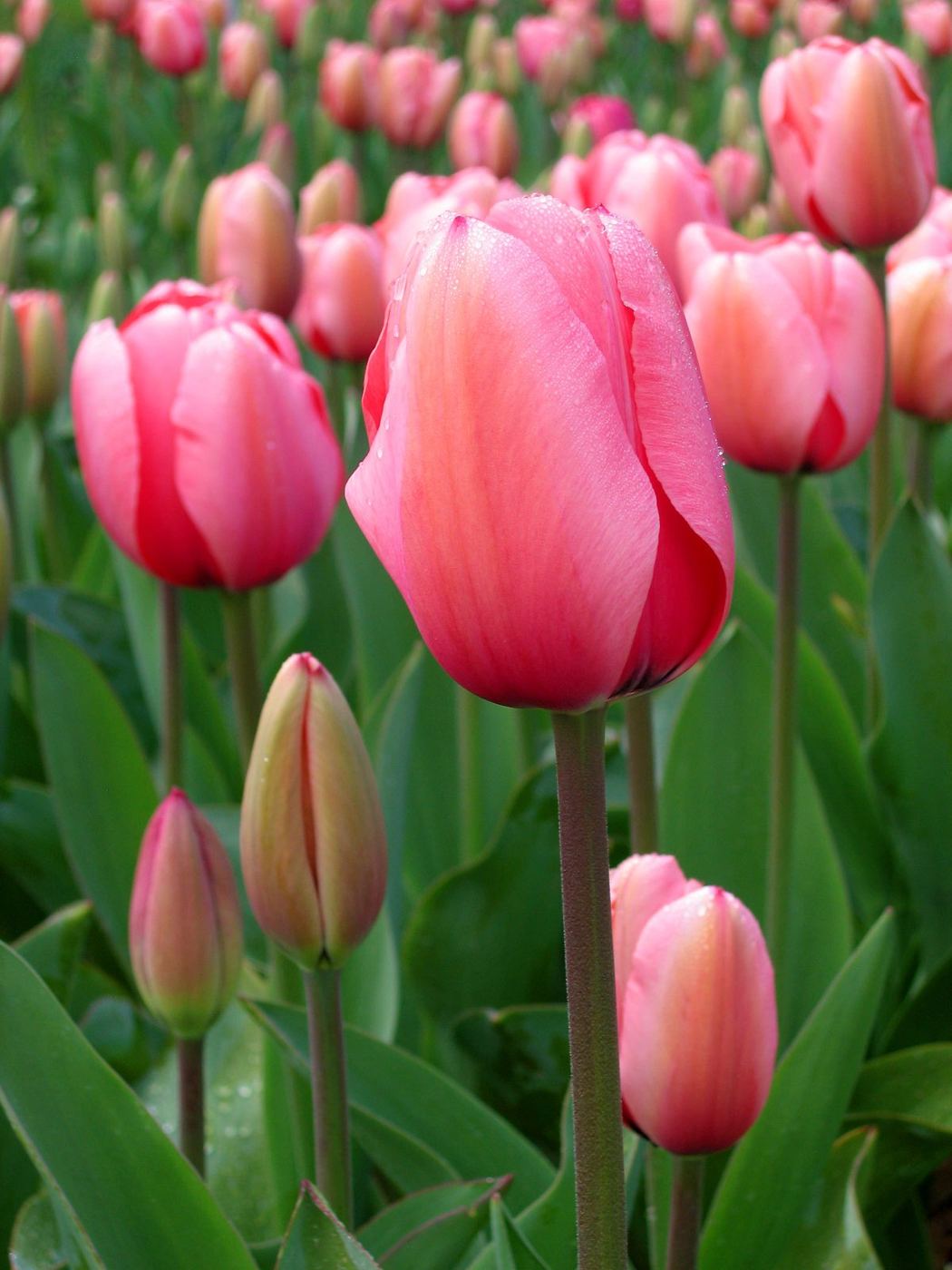 Tulipaner i blomst