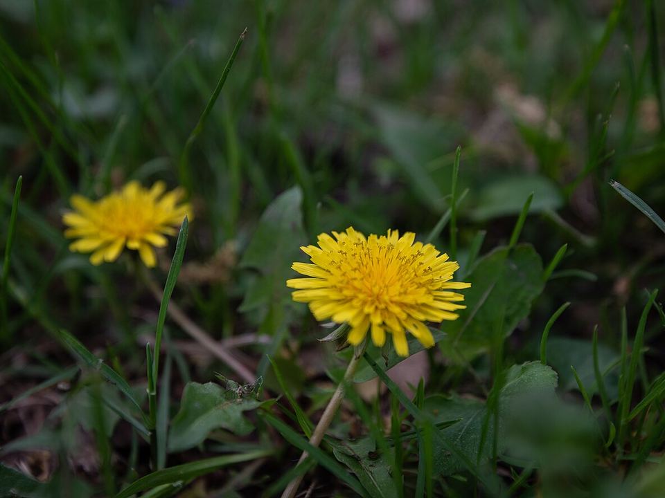 Løvetann og kløver i plenen – bekjempe eller la stå?
