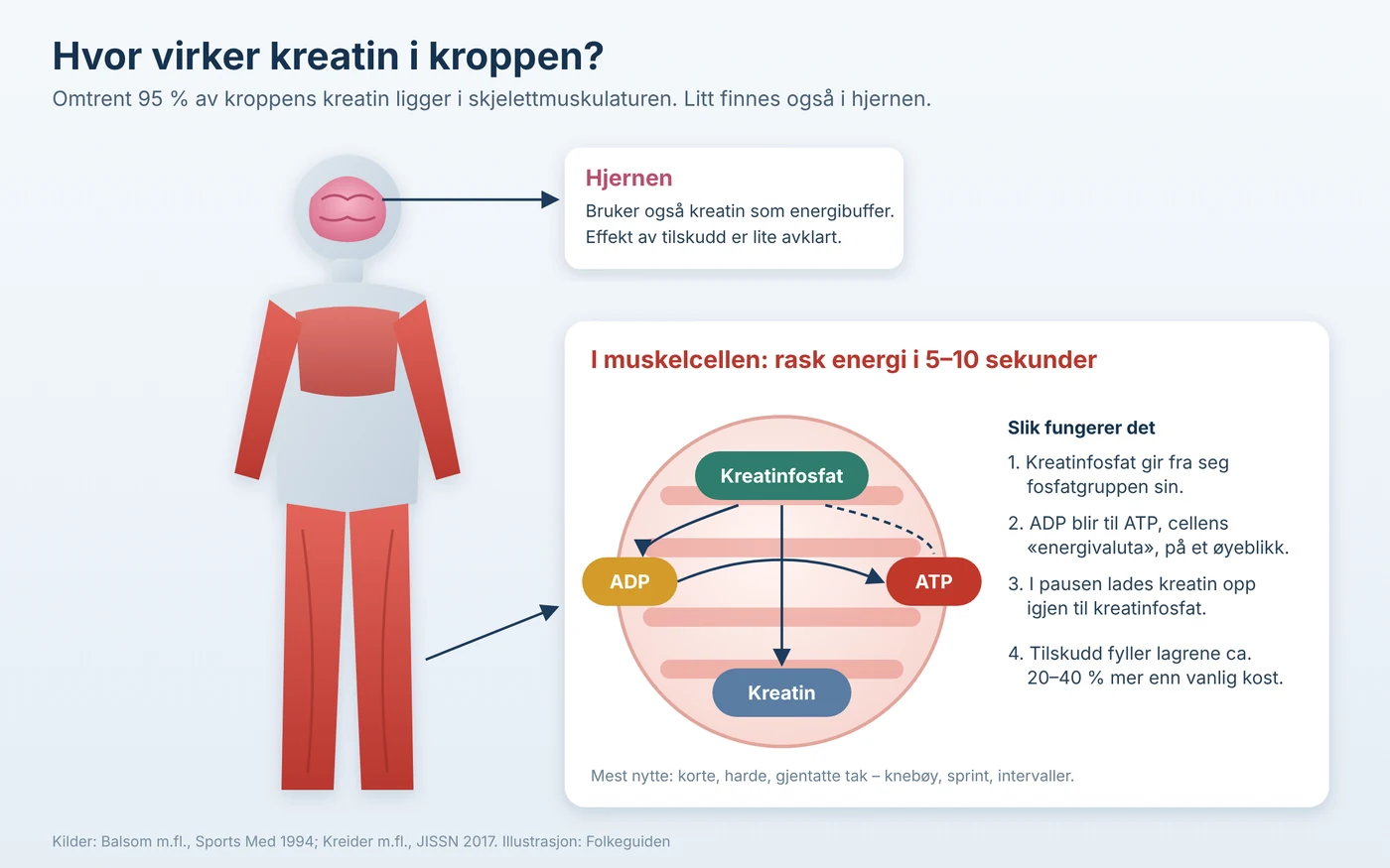 Hvor kreatin virker: muskelcellen og hjernen