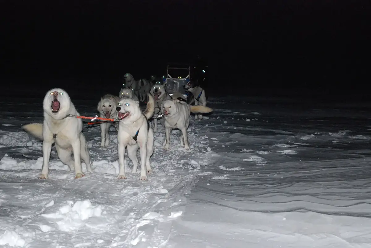 Hundespann med alaskan husky i snø