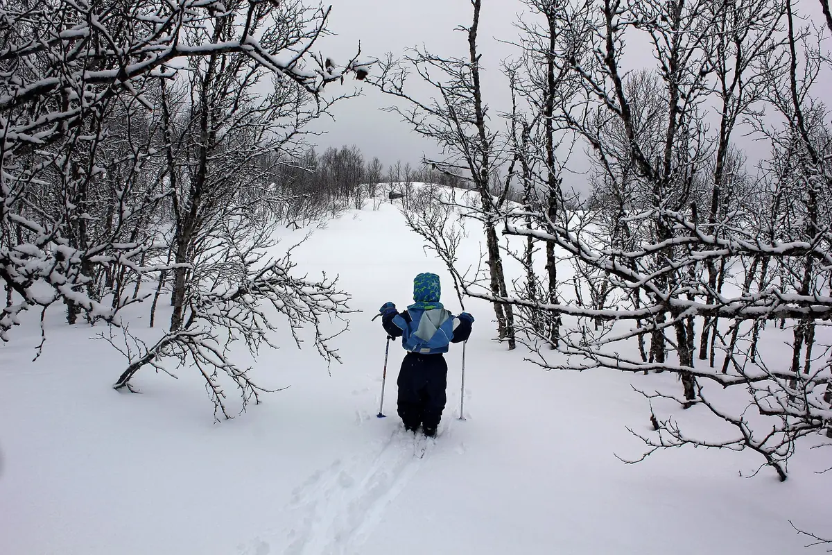 Skitur i snødekt bjørkeskog i norsk fjell